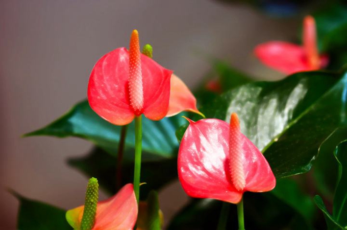 火鹤花的叶子发黄怎么办 火鹤花叶子有黄斑是怎么回事
