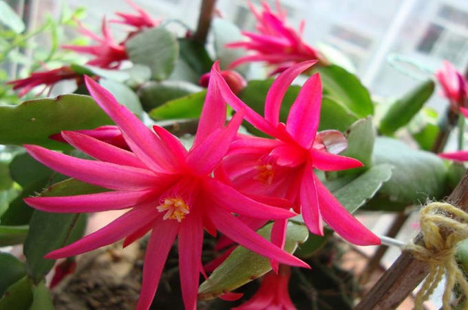 假昙花掉叶子是怎么回事（昙花开完之后怎么处理）
