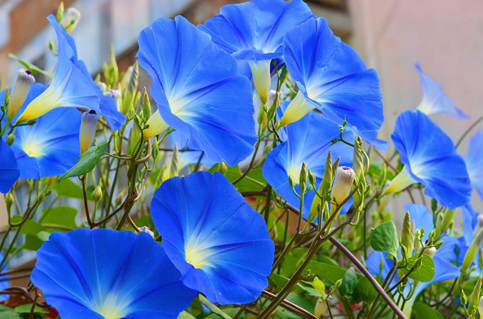 夕颜花与牵牛花的区别|牵牛花的别名是不是夕颜