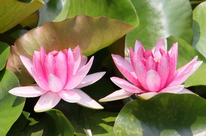 水莲花怎么养|水莲花怎么养盆栽水培