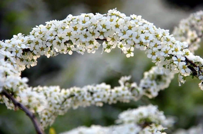 喷雪花怎么过冬（喷雪花冬天落叶吗）