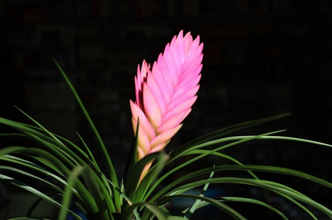 铁兰的花语是什么|铁兰花用什么土栽培最好