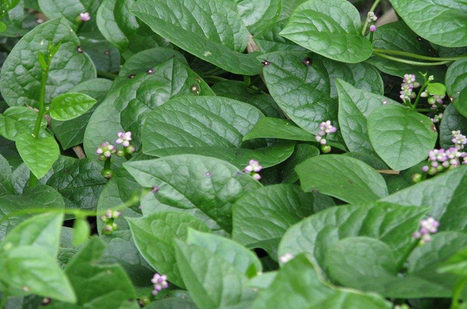 落葵怎么种植-向日葵栽种方法