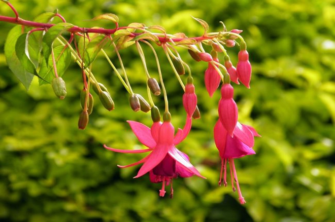 蔓性风铃花好养吗（风铃花的养殖方法）