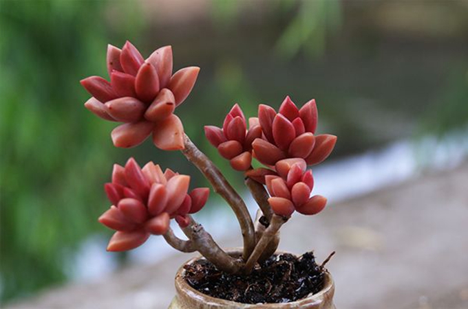 姬胧月如何长出多个头（姬胧月枝干怎么扦插）