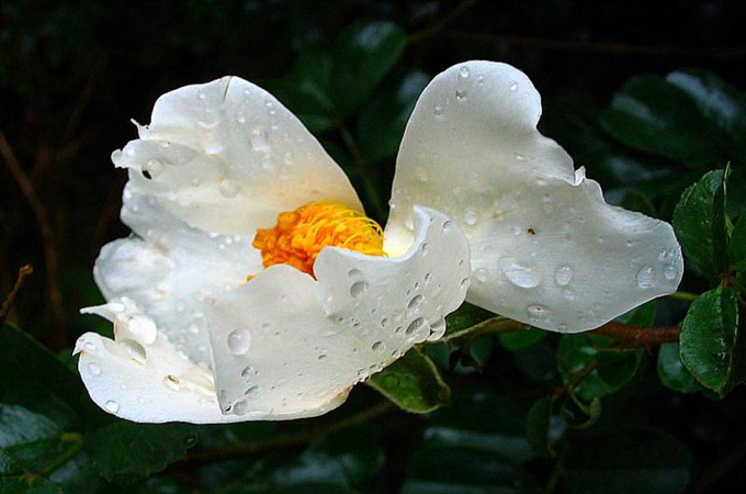野蔷薇花语及代表意义（蔷薇花语及传说）