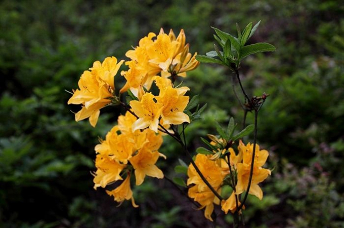闹羊花图片种植基地 闹羊花图片种植基地