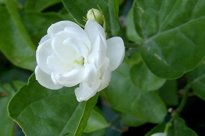 茉莉花的养殖方法与技巧_茉莉花的养殖方法和注意事项