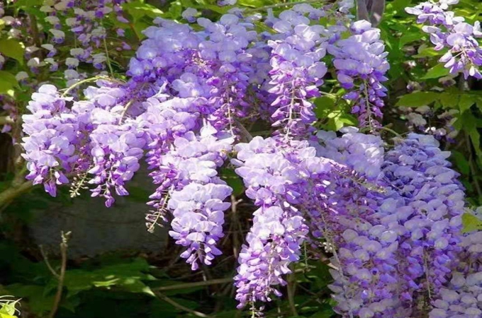 紫藤花象征着什么（紫藤花的文化象征寓意）