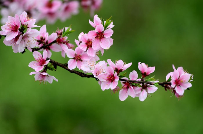 桃花的花语是什么 桃花的寓意和花语