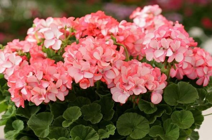 天竹葵花怎么扦插 天竹葵花怎么养能长开花