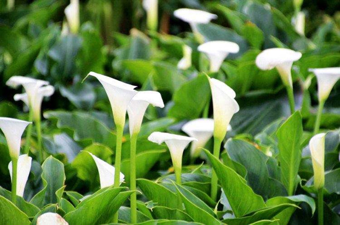 海芋怎么养-海芋的养殖方法和注意事项