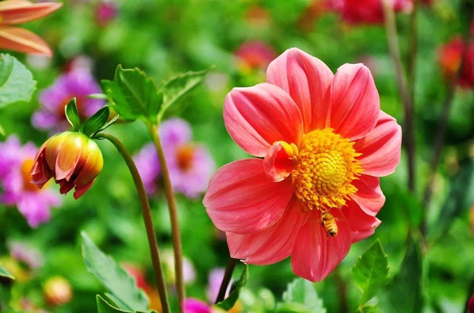 小丽花花语是什么|小丽花花语是什么,小丽花的花语和寓意,小丽花花语与象征