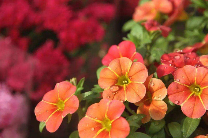 舞春花的养殖方法和注意事项（报春花怎样浇水）