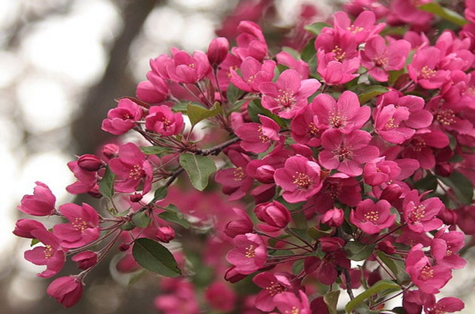 山楂花的花语是什么_山楂树花语