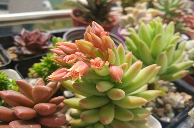 千佛手怎么养才会爆盆|多肉植物千佛手怎么修剪