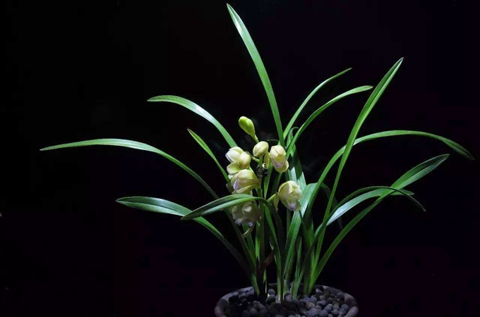 兰草的种植方法 怎么养兰草