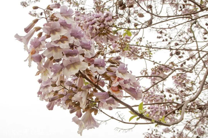 种植泡桐的经济价值_泡桐新品种
