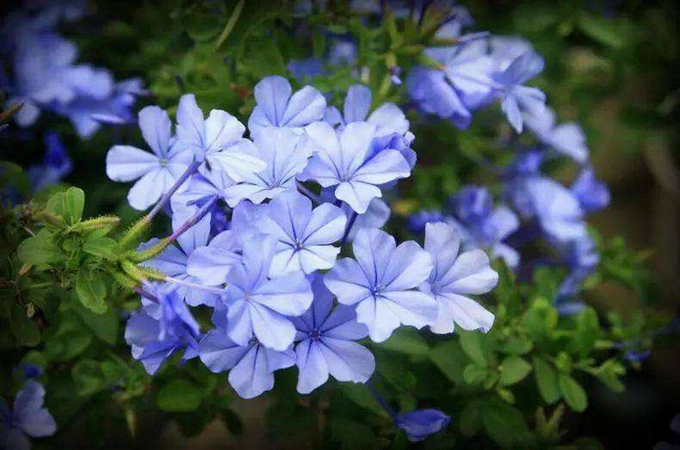 玛格丽特花冬天怎么修剪|玛格丽特花入冬前还修剪吗