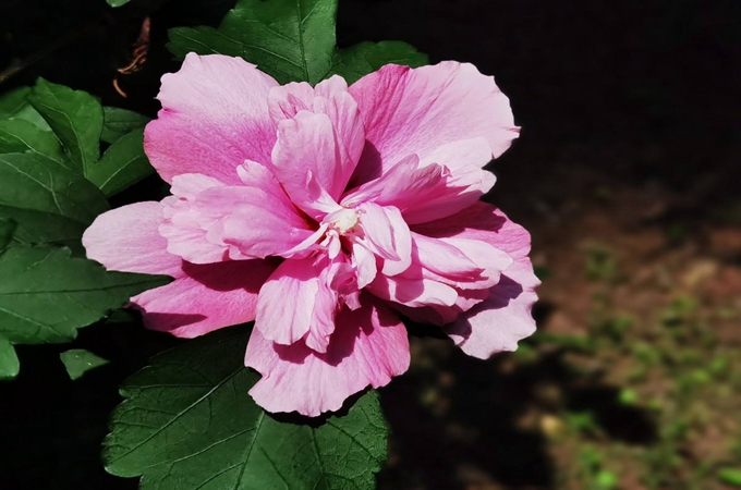 木槿花怎麼養護盆栽木槿花怎麼養