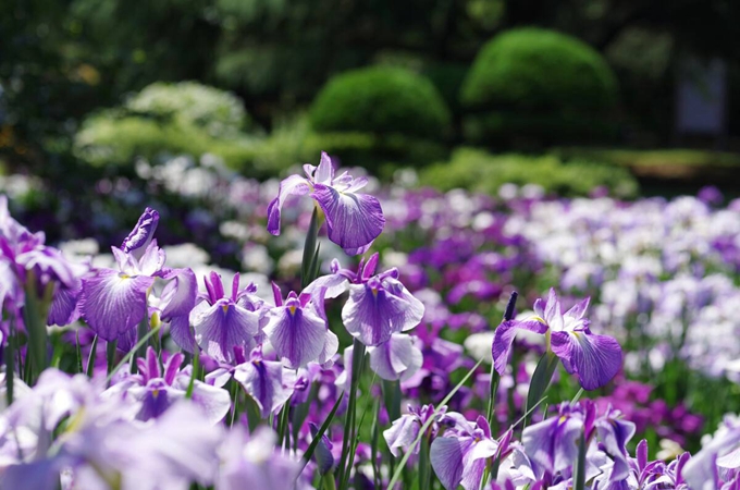 菖蒲代表的是什么花语（菖蒲的花语和寓意）