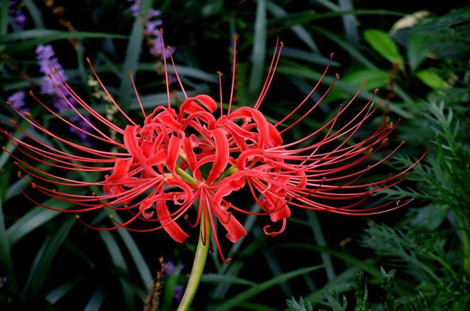 石蒜科花卉（石蒜花种植方法）