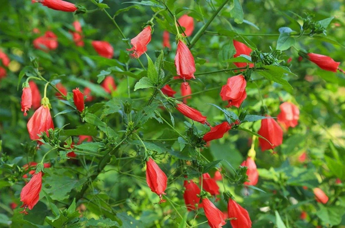 垂花悬铃花怎么养_悬铃花品种