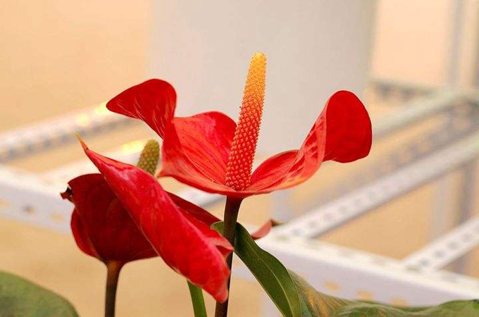 鹅掌花怎么繁殖|鹅掌花怎么养才长得好