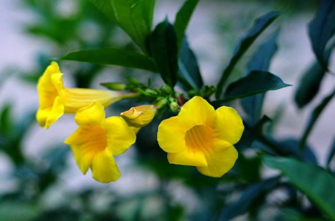 黄蝉花修剪图片