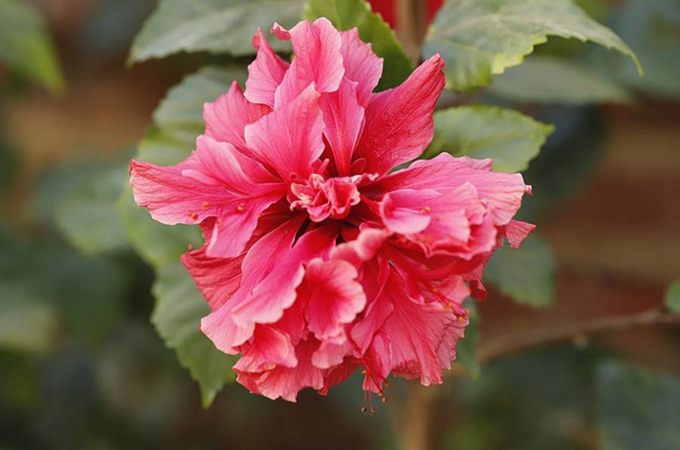 重瓣朱槿冬季怎样养（重瓣朱槿花期）