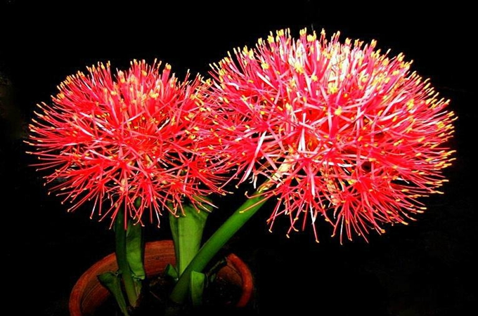 网球花花期（网球花的生长过程）