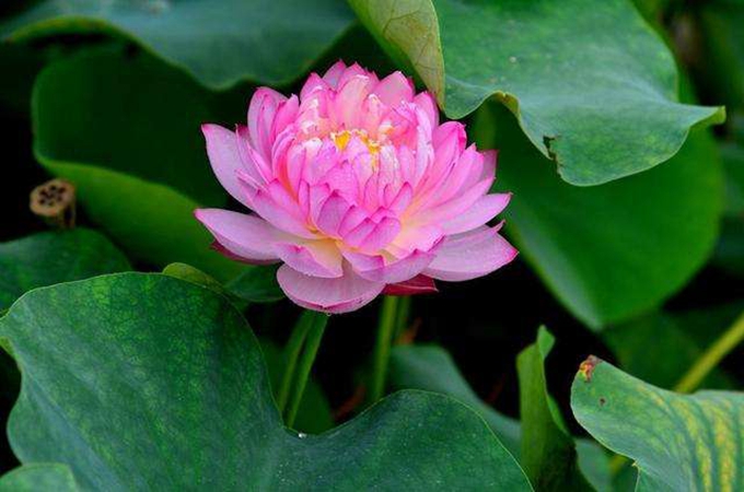 水培碗莲怎么养才能开花（种子种植碗莲一般养多久可以开花）