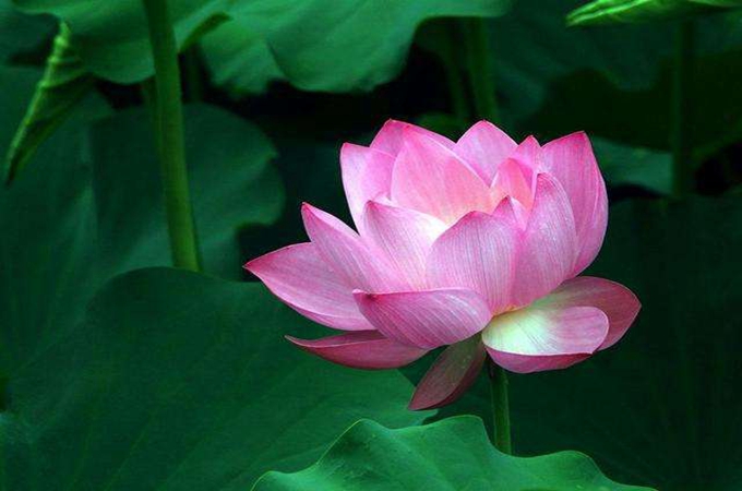 莲花如何种植|关于莲的种植方法有哪些