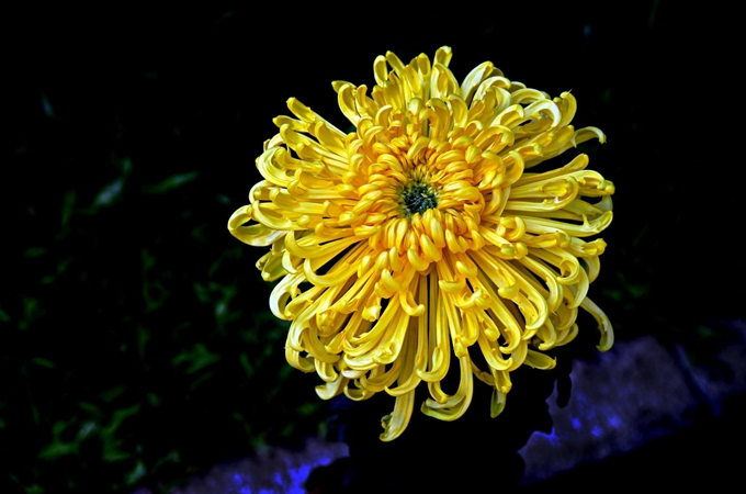 菊花浇水的正确方法 菊花用什么水浇花最好