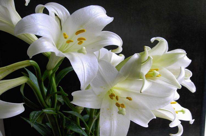 百合花怎么修剪 百合花怎么剪