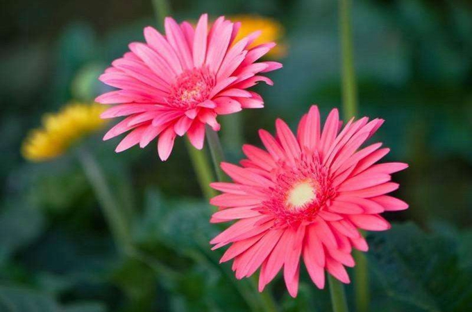 扶郎花可以送人吗 扶郎花可以摆在家里吗