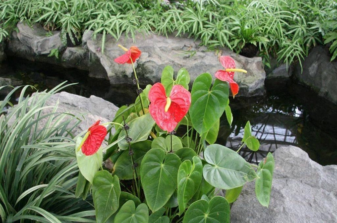 水晶花烛怎么养|花烛可以养在卧室吗