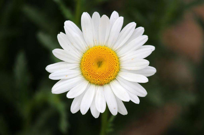 白晶菊的养殖方法和注意事项（白菊花的种植技术）