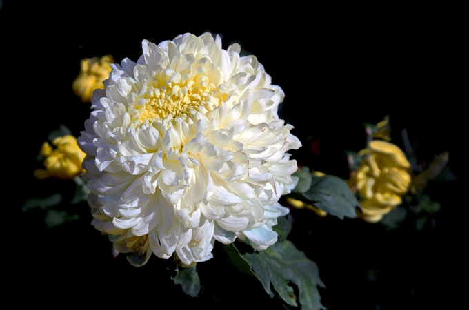 盆栽菊花谢后怎么处理-菊花花谢之后怎么处理