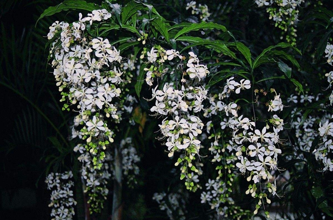垂茉莉怎么养才会开花 垂枝茉莉要几年能开花