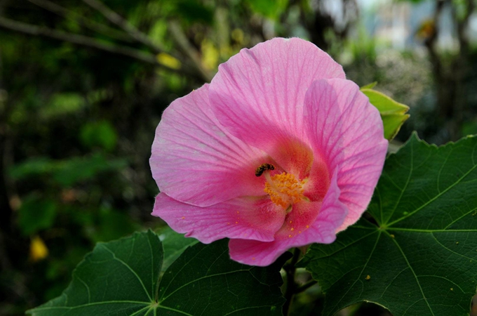 芙蓉花浇什么水好（芙蓉花怎样养殖和施肥）