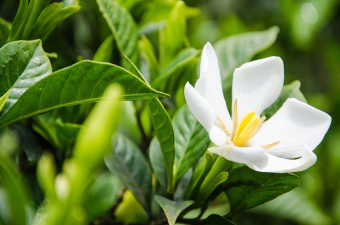 栀子花秋季怎么修剪（栀子花换盆需要剪根吗）