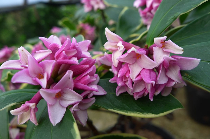 瑞香花怎么浇水 瑞香花冬季怎么养施什么肥