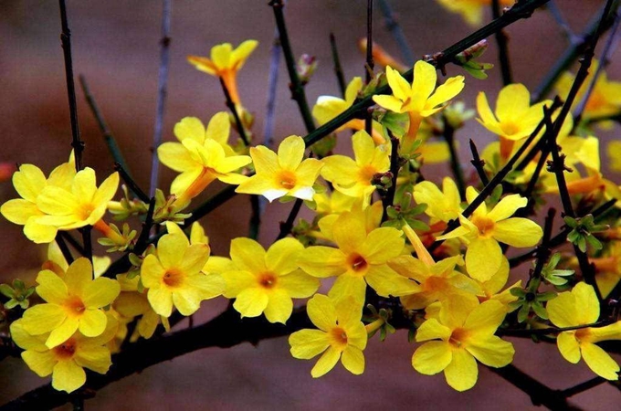 我养的迎春花为什么不开花（迎春花为什么只长叶子不开花）