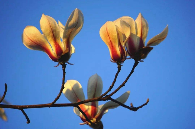 迎春花嫁接用什么砧木（玉兰秋季移栽技术）