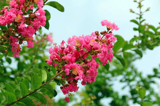 紫薇花冬天怎样修剪（紫薇花树冬季修剪技术）