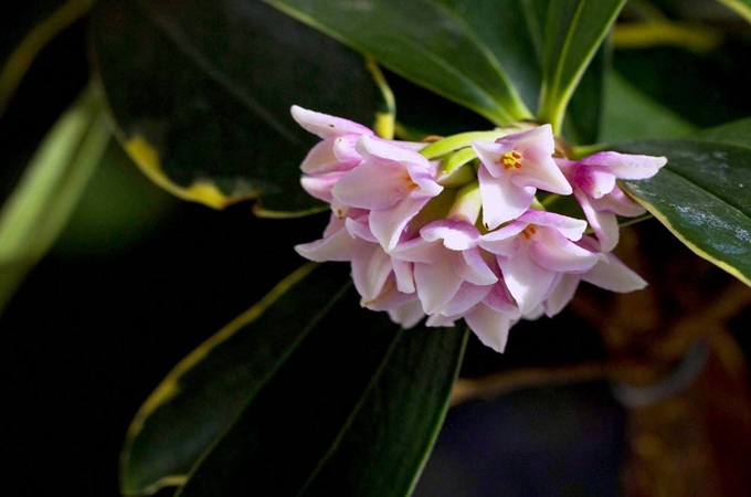 金边瑞香花语与寓意-金边瑞香花语是什么
