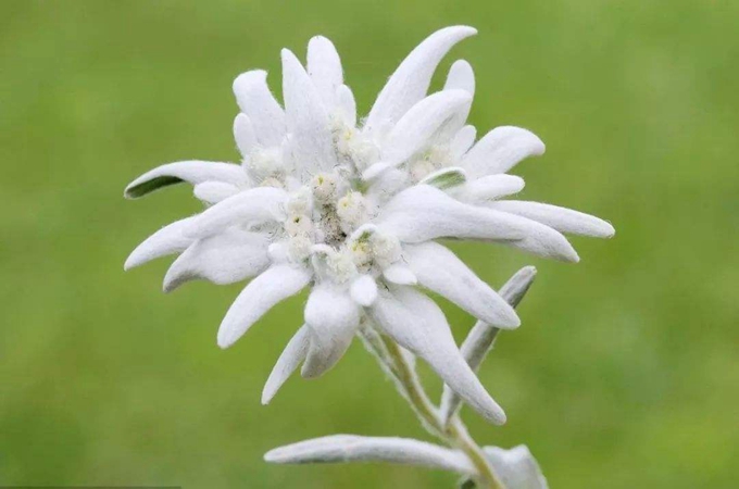 雪绒花种植（雪绒花好养吗）