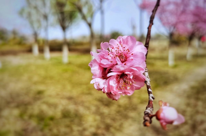 美人梅在什么树上嫁接_美人梅的养殖方法和注意事项