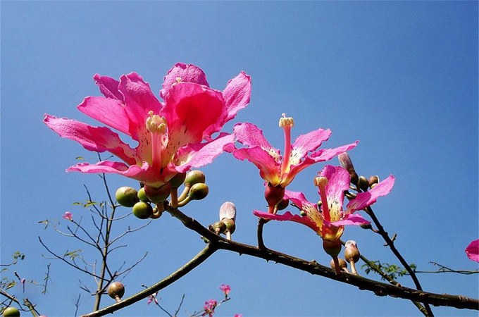 美丽异木棉的花语是什么|异木棉是什么花